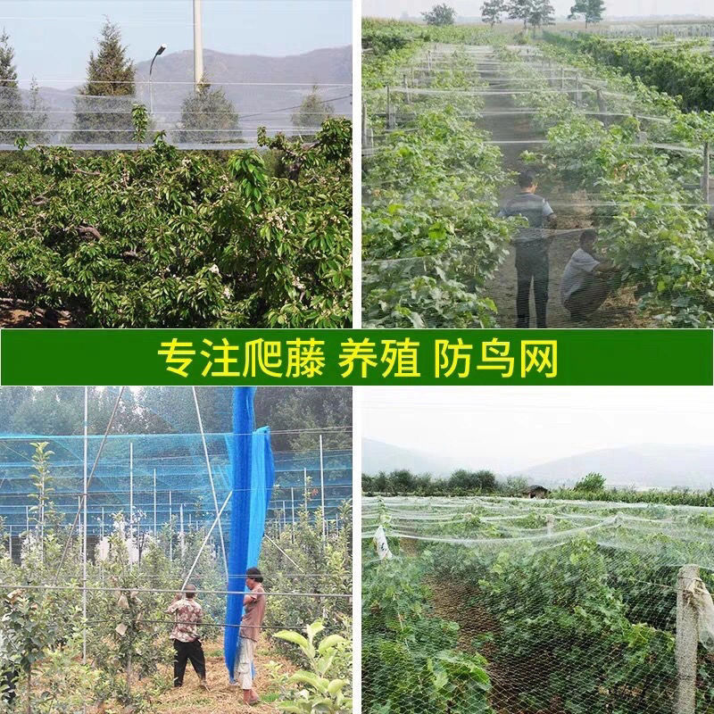 农用尼龙防鸟网 用于果园樱桃蓝莓葡萄稻谷果树养殖鱼塘泥鳅等